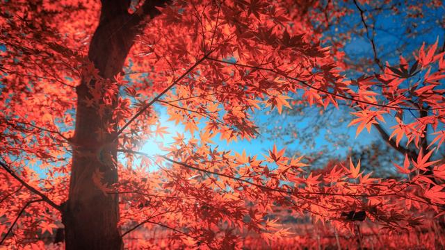 Johann Joachim Quantz: Flute Concerto in g QV5: 174 - II. Arioso e mesto - Emmanuel Pahud смотреть онлайн