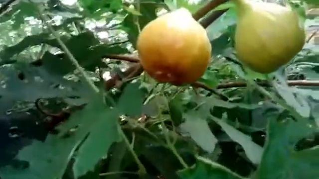 Инжир 11.07.2015 смотреть онлайн