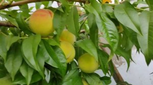 Персики Подмосковья. сорт Рэдхевен. 31.07.2022 г