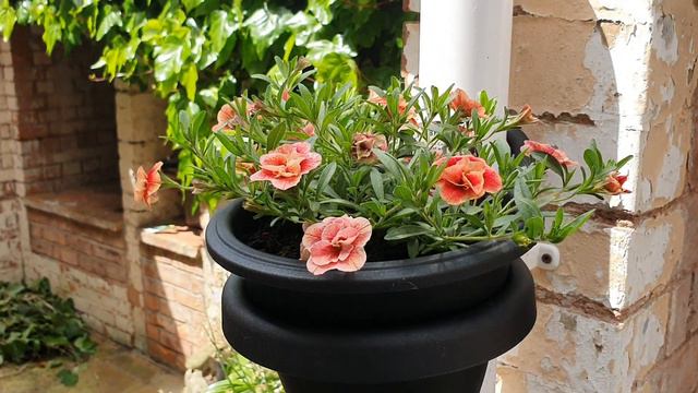 Calibrachoa | Double Apricot With Red Eye | Flowers In Our Garden смотреть онлайн