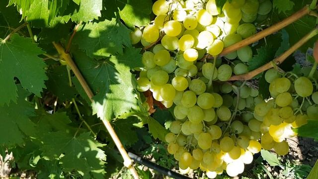 Виноград ДРУЖБА.