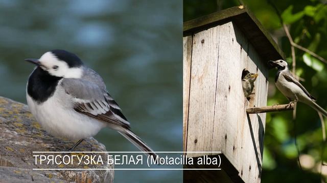 Размеры мухоловочника. Как сделать домик для маленьких синиц? смотреть онлайн