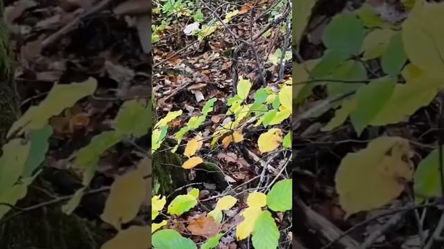 сбор грибов/ осень 2022 / грибы опята и белые смотреть онлайн