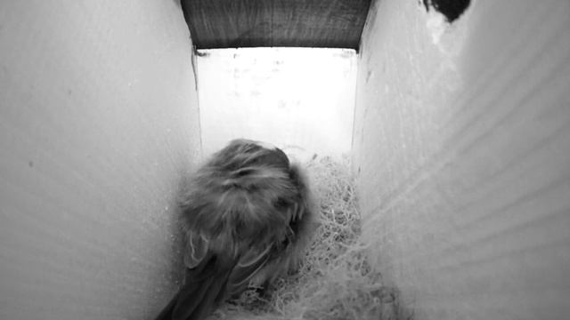 Видеокамера в синичнике смотреть онлайн