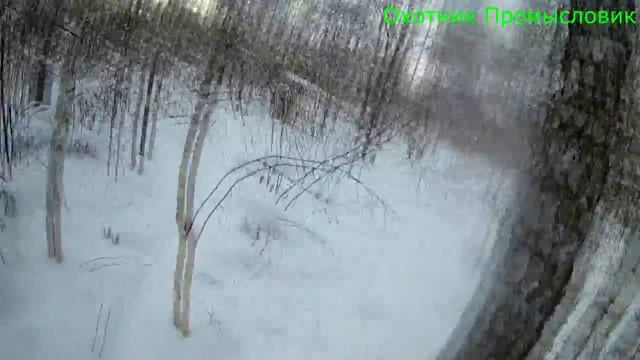 Проверка петель на зайца, первая добыча в 2018 году смотреть онлайн