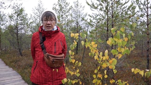 №743??? Экологическая болотная тропа, которую трудно найти? Бобровую - не нашли. Журавлиная родина смотреть онлайн