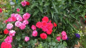 Роза Sangria  (Сангрия)-  флорибунда, которая будет радовать вас весь сезон