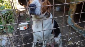 ЩЕНКИ РУССКО-ПЕГОЙ ГОНЧЕЙ