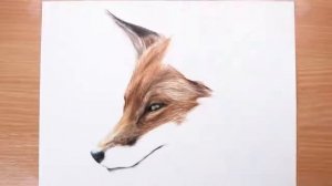 Как нарисовать реалистично лису цветными карандашами? Карандаши Derwent Drawing.