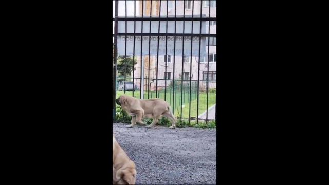 Питомник Мадридский Двор. Щенки из помета O2 🐾💕