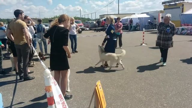 Сара, выставка в Калуге(1) смотреть онлайн