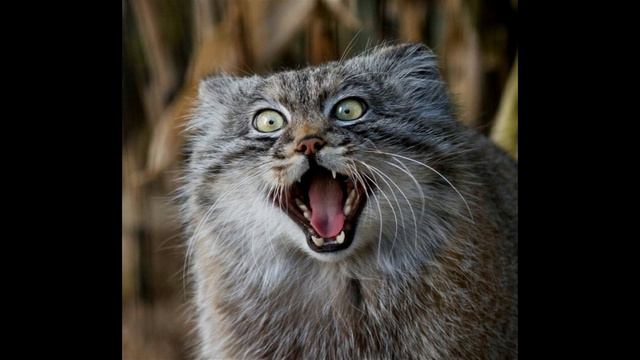 Траст) Лёгкий бугурт)