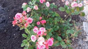 Роза Лидия (Lydia) От любви до ненависти или наоборот