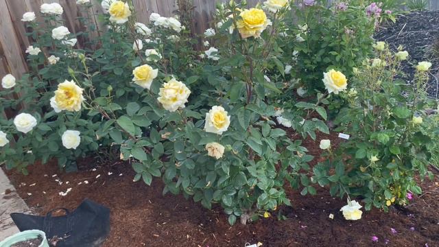 Chantilly Cream Rose Spring 2023