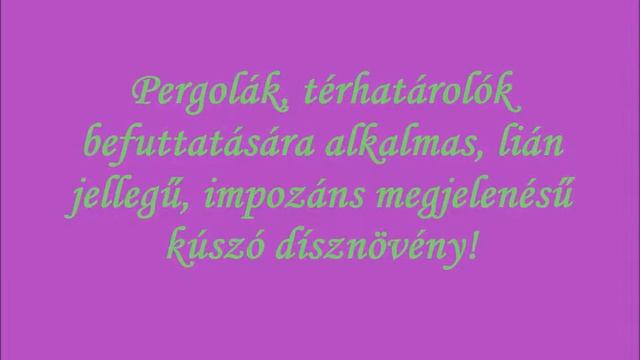 Hegyi iszalag (Clematis montana ’Mayleen’) - videó képekben смотреть онлайн