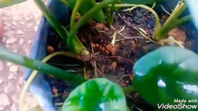 Alocasia Sinuata смотреть онлайн