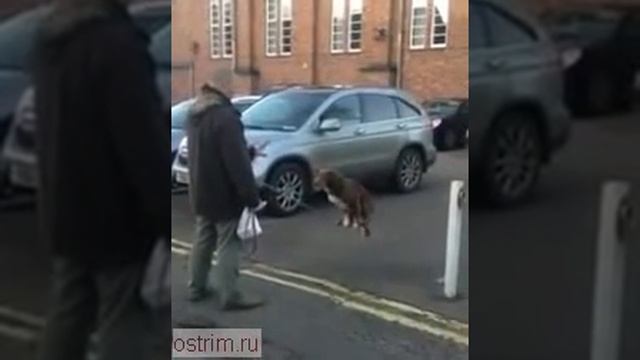 Собака балансирует на задних лапах стоя на цепи смотреть онлайн