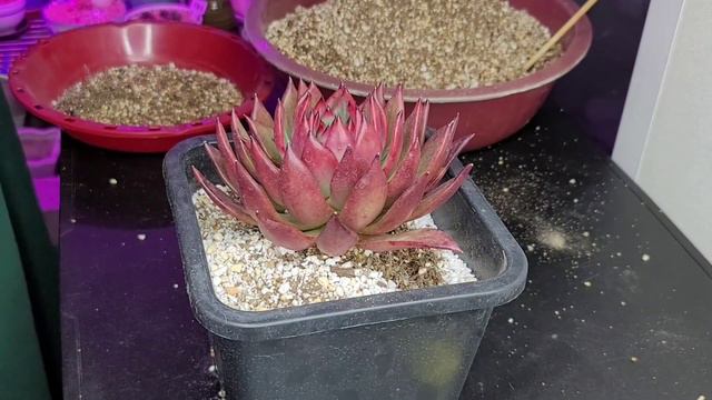 Repotting Korean succulents | Echeveria Agavoides Maria | #echeveria #다육식물 смотреть онлайн