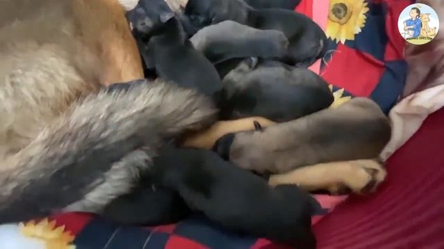 The Stray Kangaroo Mother Dog Gave Birth to Nine Puppies After Being Rescued in a Deserted Field смотреть онлайн