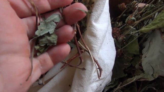 Чем кормить улиток зимой // Сушёные травы, зимний корм улиток // Дети Алоэ смотреть онлайн