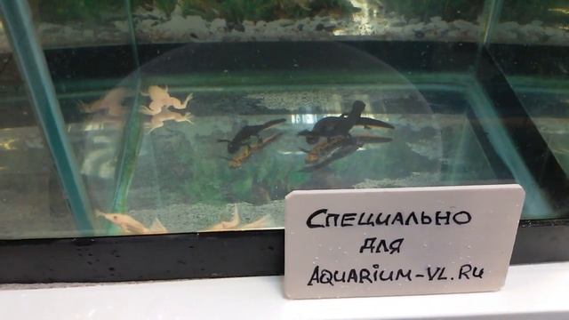 Краснобрюхий тритон