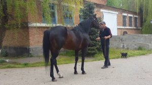 Ставропольский конный завод