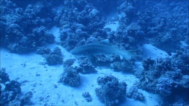 Leopard sharks wakes up - Леопардовая акула - 11.05.2014 г. смотреть онлайн