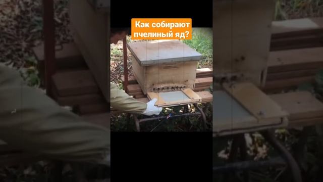 Как собирают пчелиный яд? смотреть онлайн