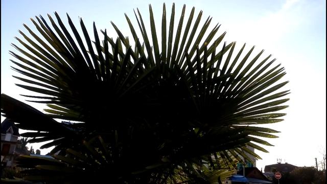 ЯНВАРЬ В СОЧИ. смотреть онлайн