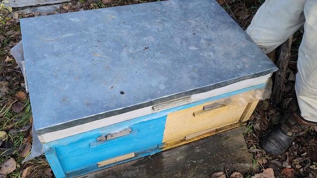 В трёх лежаках пропало по одной семье - ложная тревога! смотреть онлайн