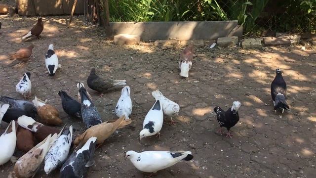 От чего слепнут голубята... Выводим голубят, прогоняем глистов. смотреть онлайн