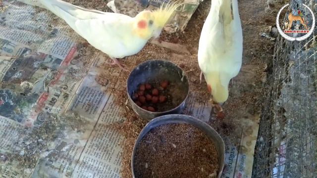 Cockatiel breeding | Top 10 breeding tips | தமிழ் смотреть онлайн