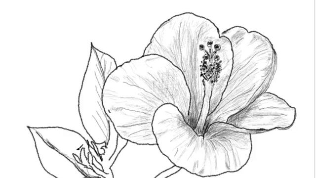 How to Draw a Hibiscus Flower смотреть онлайн