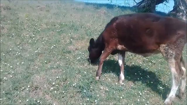 Первый день выпаса коров на пастбище. смотреть онлайн