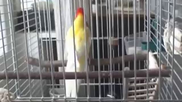 Rosella Parakeet's Lekking Behavior