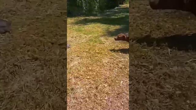 БУЛЛИСОНЧИК - ЗНАКОМСТВО С КРОКОДИЛАМИ 🐊🐊🐊 смотреть онлайн