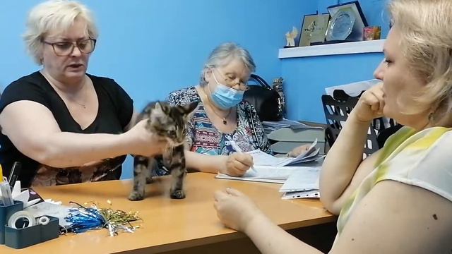 Перун мальчик Мейн-кун 3 мес на актировке 09.06.21г смотреть онлайн