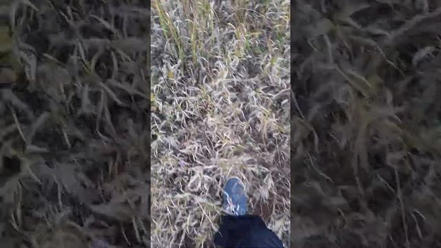 Посадка саженцев дуба. смотреть онлайн