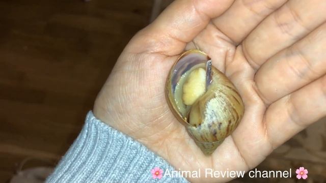 Улитка ушла в завиток. Как разбудить улитку. смотреть онлайн