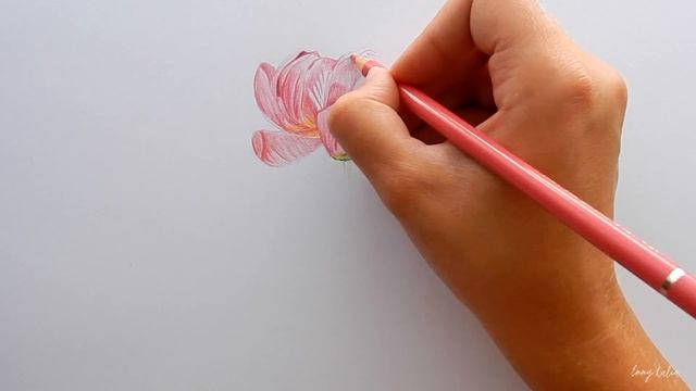 Timelapse | Drawing a Pink Peony Rose/Flower with colored pencils | Emmy Kalia смотреть онлайн