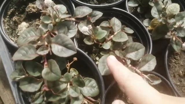 Новинка! Персикария. Уход, размножение и цветение. смотреть онлайн