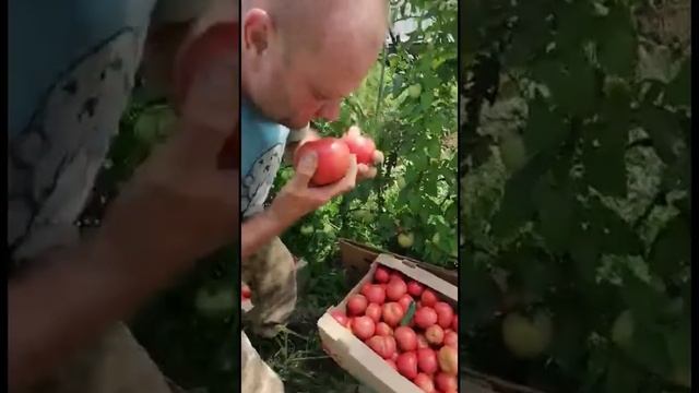 #АНАПА ЭКОЛОГИЧЕСКАЯ КАТАСТРОФА И БЕДСТВИЕ ФЕРМЕРОВ В #УТАШ ФЕДЕРАЛЬНАЯ ТРАССА АНАПА КРЫМ смотреть онлайн