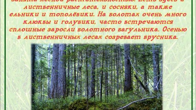 Виртуальное путешествие "Заповедными тропами Приамурья" смотреть онлайн