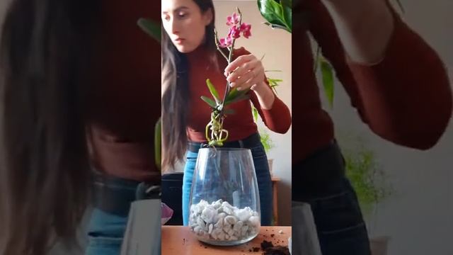 Композиция из орхидеи фаленопсис смотреть онлайн