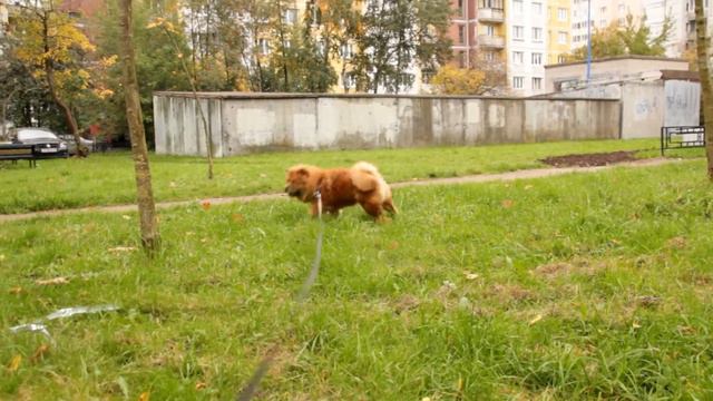 Чау чау смотреть онлайн