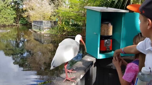 Наглые птички-попрошайки с длинным клювом! смотреть онлайн