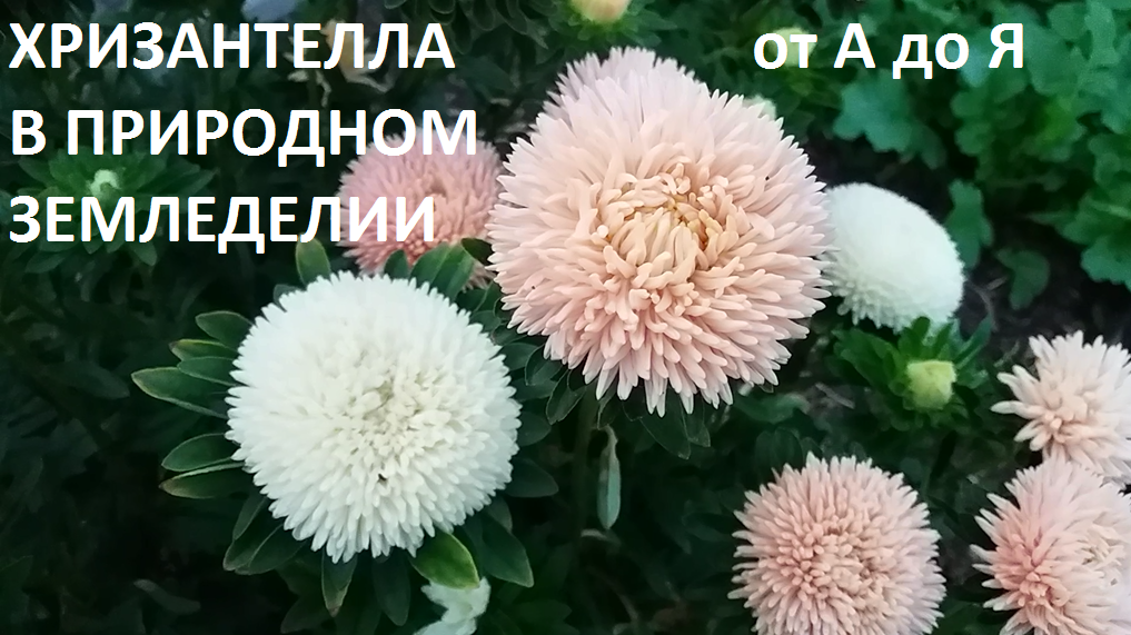 Хризантелла от А до Я смотреть онлайн