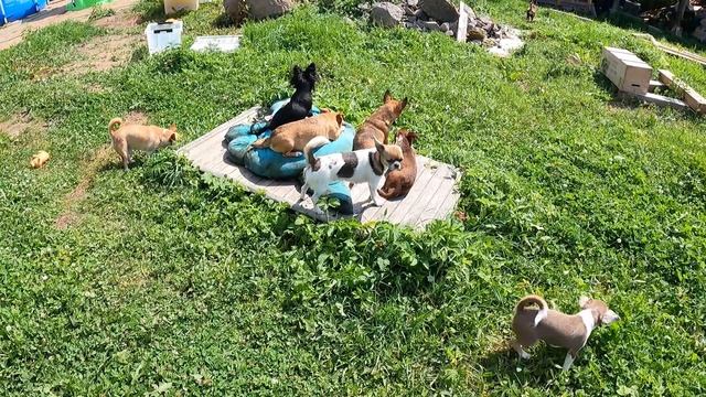 #VLOG № 6 ЧИХУАХУА наши ЗДОРОВЫЕ #кастрированные собачки на прогулке / купить щенка продаю чихуахуа смотреть онлайн