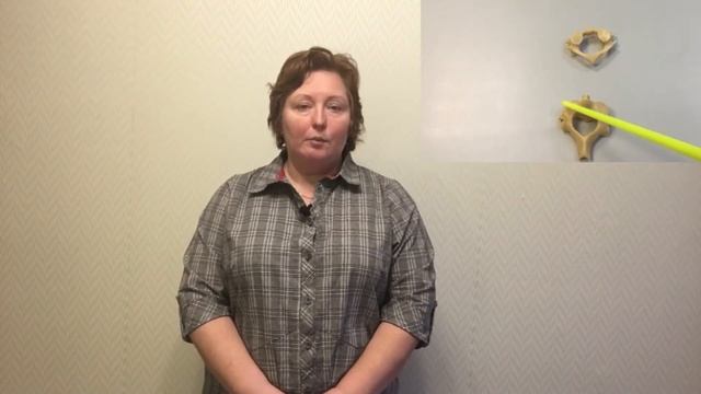 Соединения костей осевого скелета смотреть онлайн