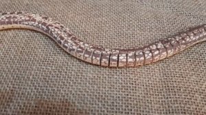 Деревянная змея | Детская игрушка змейка